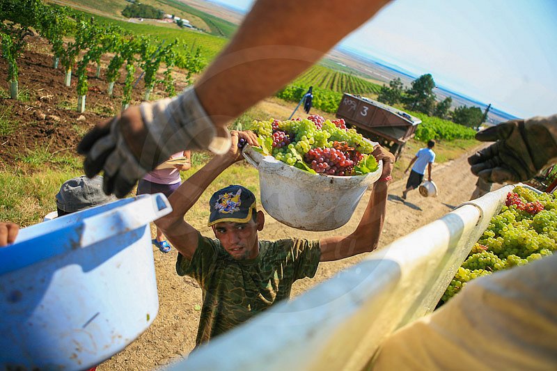 grapes harvested in Recas hills